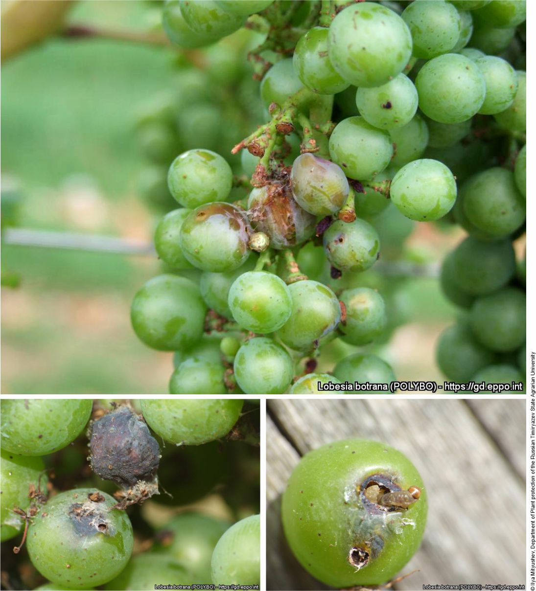 Grapes damaged by Lobesia botrana