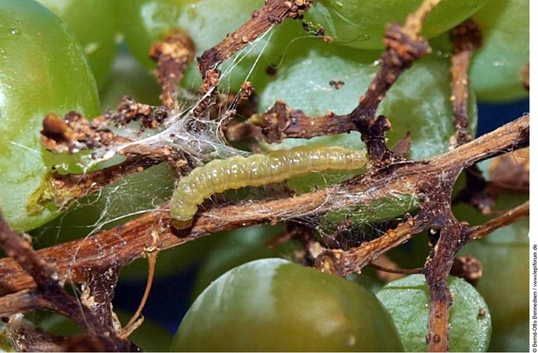 Lobesia botrana larva 