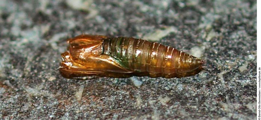 Lobesia botrana pupa