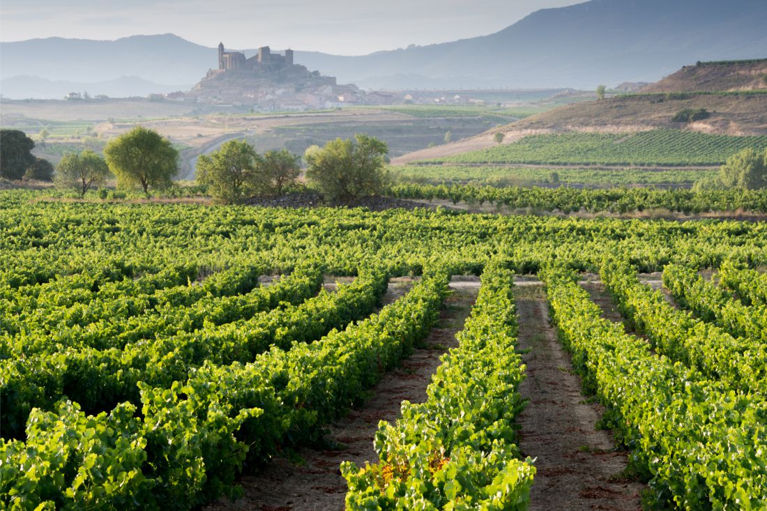 Vineyard in la rioja